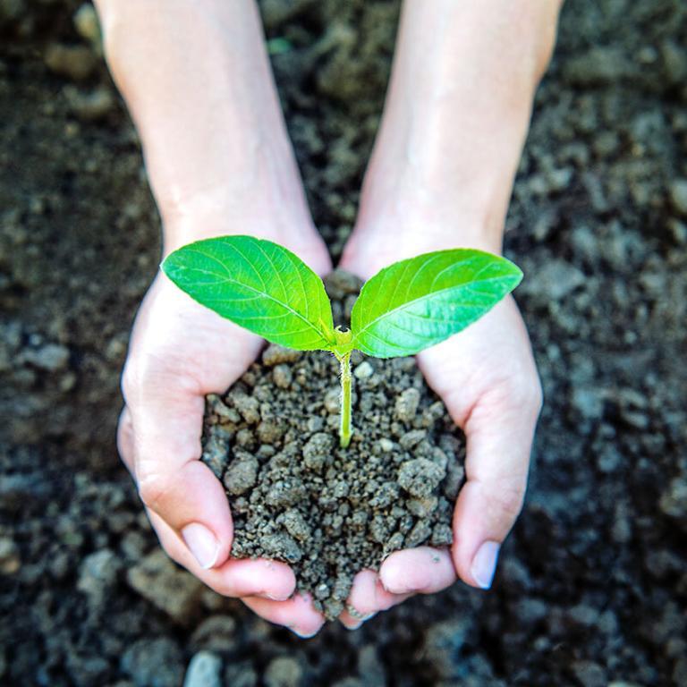 Jemand hält Erde in den Händen. Aus der Erde wächst eine grüne Pflanze.