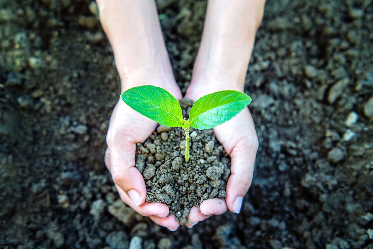 Jemand hält Erde in den Händen. Aus der Erde wächst eine grüne Pflanze.